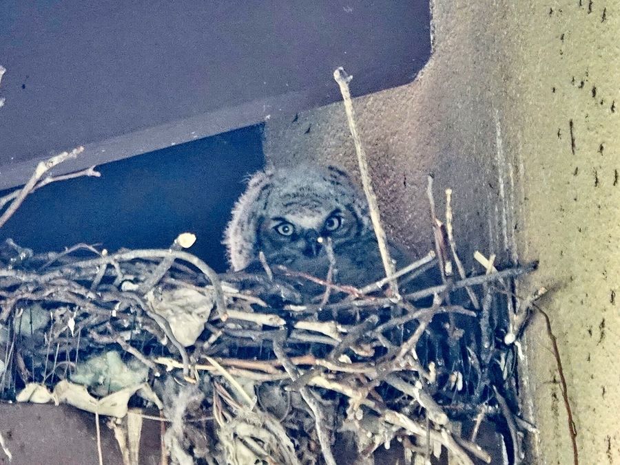 Great Horned Owl (27141230398).jpg by Mike's Birds is licensed under CC BY-SA 2.0.